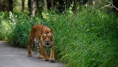 Tiger på vandringsfärd med halsen fri