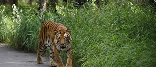 Tiger på vandringsfärd med halsen fri