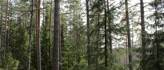 1,4 miljoner kronor till skogsstrategi