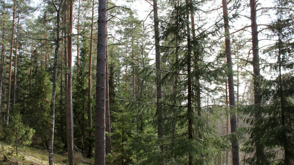 I ett av projekten arbetar man med skogsskador. "Vi ska försöka få igång ett kompetenscenter för skogsskador i Småland." säger Magnus Hellgren. 
