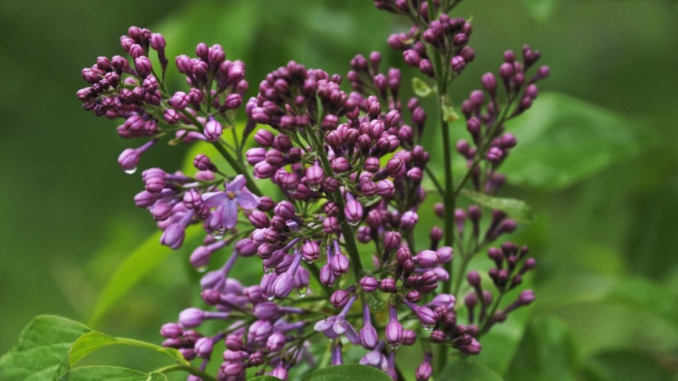 I år blommar både hägg och syren ovanligt tidigt. Arkivbild.