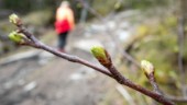 Soligt, varmt och kallt – så var aprilvädret