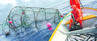 Fiskare slår larm:  Fler fiskar är sjuka