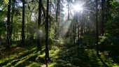 Skydda den biologiska mångfalden i skogen