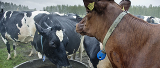 Ge freden en chans – ät kött  