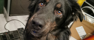Hunden Atlas försvann i Björsäters skogar