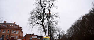 Höghöjdsarbete för trädens hälsa