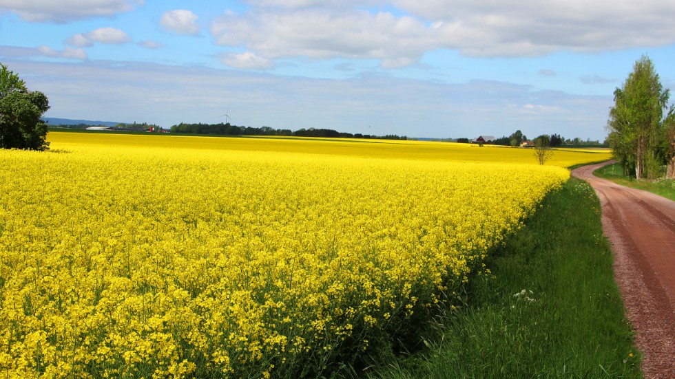 Östergötlands lantbrukare producerar bland annat stora mängder raps. De 600 miljonerna går till tusentals gårdar i länet.