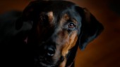 Hundägare i Nyköping hotas med djurförbud