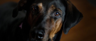 Hundägare i Nyköping hotas med djurförbud