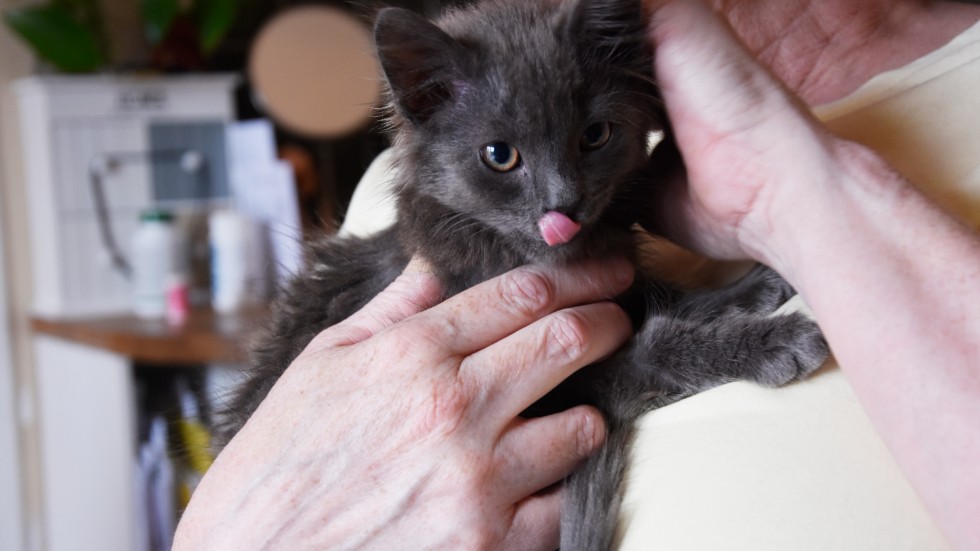 När kattungen Floyd kom in var han bara skin och ben. Nu har han hunnit bli åtta veckor och är en pigg liten kattunge, även om människor fortfarande är lite läskiga. 