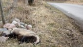 Trafikdödat vilt ska tillbaka till skogen