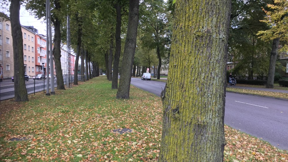 Höstens rotkartering på Östra Promenaden visar att många träd inte mår bra.
