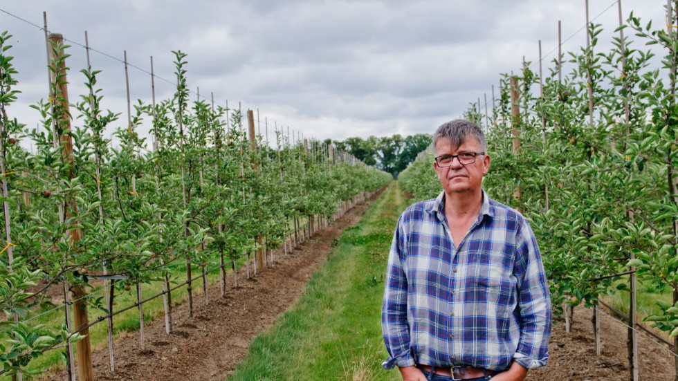 Claerens Jacobsen, vd på Billbäcks plantskola, vittnar om ett tufft år för äppleodlingarna.