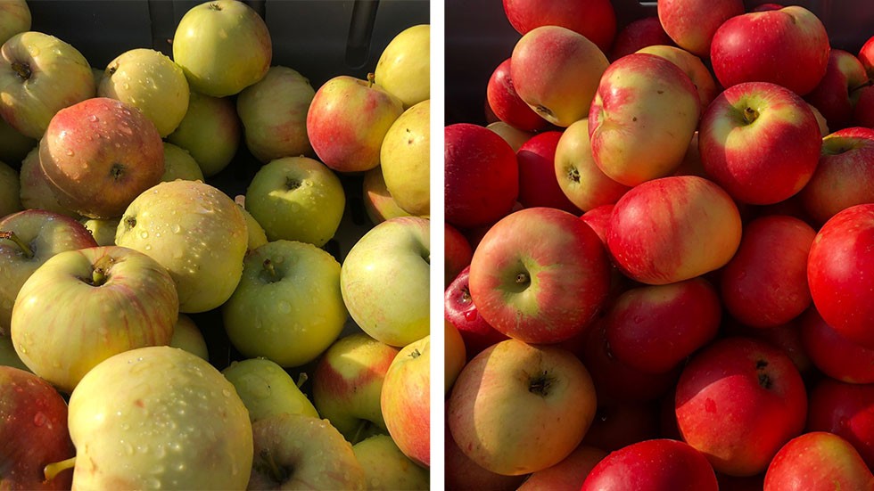 Svenska äpplen. Konsumenterna har haft svårare i år än i fjol att hitta frukten i butikerna.