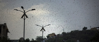 Indiens vapen mot gräshoppor: Drönare och dj