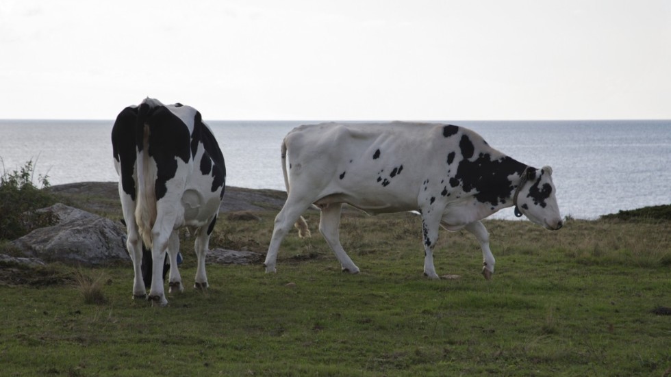 KRAV-märkt kött kommer från de svenska kor som står för den mest hållbara produktionen.
