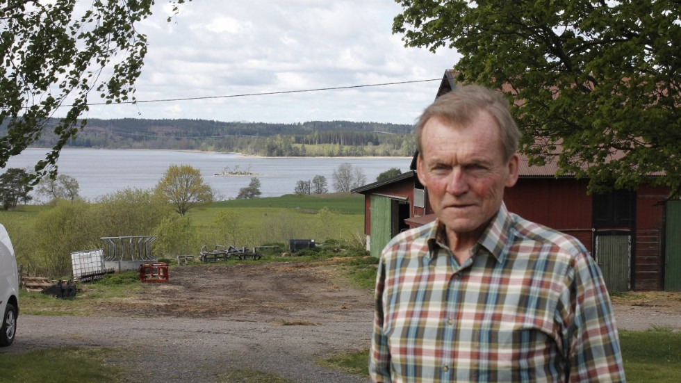 Hugo Andersson på familjegården Skäftesfall. I bakgrunden ser vi en del av Glan. Mellan Hugo och Glan betar ett fyrtiotal kor med sina kalvar som de diar. 