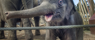 Sorg i djurparken: Elefantungen död efter sjukdom