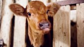 100 djur omhändertogs – bonden förbjuds att ha djur