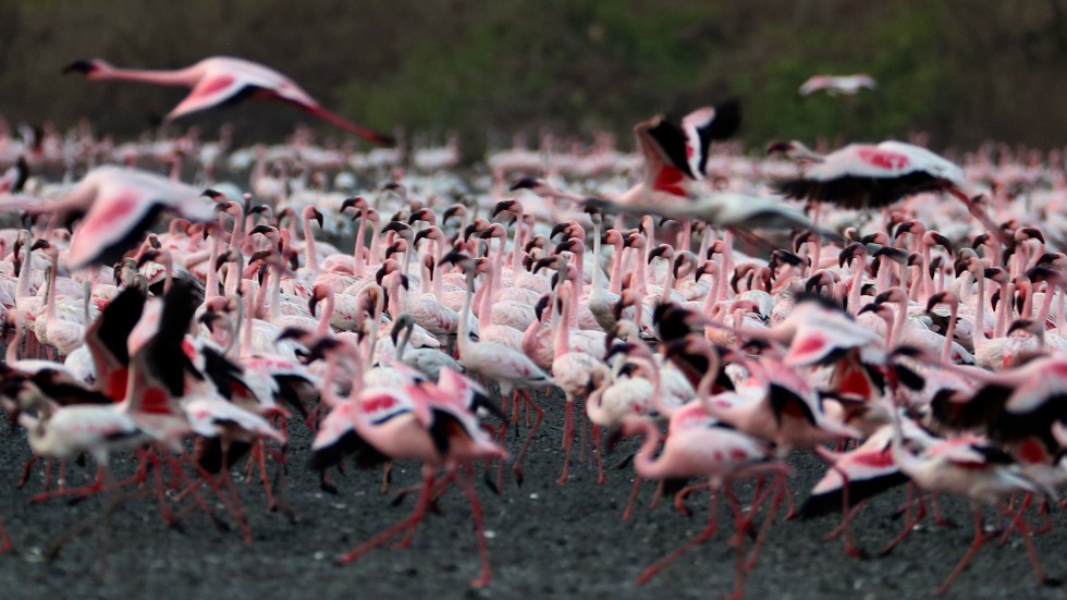 Den renare luften i indiska Mumbai gjorde att tusentals flamingos gjorde ett besök.