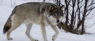 Anställd vid länsstyrelsen i Västerbotten misstänks för jaktbrott: ”Pågår en förundersökning”