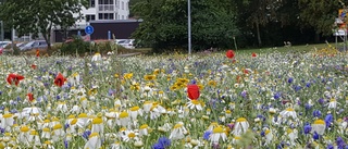 Ny blomsteråker anläggs i Gånsta