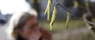 Nu startar pollensäsongen i Norrbotten