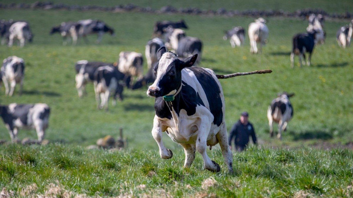 Scopri tutti i benefici che le mucche offrono ai nostri paesaggi – SN