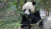 Pandahanne rymde på Zoo i Köpenhamn