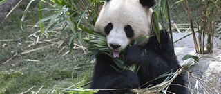 Pandahanne rymde på Zoo i Köpenhamn