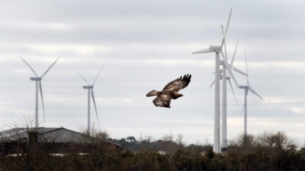 Fåglar sätter ibland stopp för vindkraftsplaner. Fred. Olsen Renewables undersöker nu bland annat fågellivet i ett område i södra delen av Hultsfreds kommun.