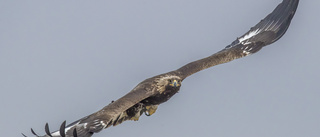 Författare fotograferar fåglarnas fascinerande flykt