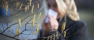 Pollenmätningarna i Västerbotten fortsätter – ”Har hittat en lösning” • Men politikerna ställer krav på staten