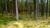 DEBATT: Stora orörda skogar en resurs för södra Sverige
