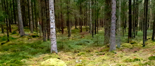 DEBATT: Stora orörda skogar en resurs för södra Sverige