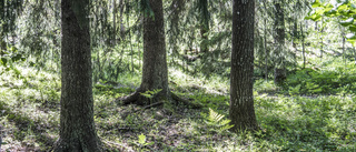 Avverkningen av skogen för Biltema – ren miljövinst