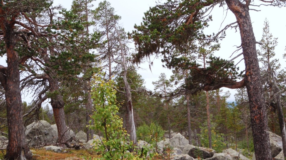 Såhär skulle en del skogar ha kunnat se ut om vi inte påverkat dem genom avverkning och plantering, enligt Lars Östlund.