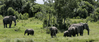 Upptrappad tjuvjakt på elefanter i Etiopien