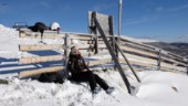 Skippa att åka till fjällstugan i påsk