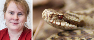 Ny veterinärklinik varnar: Se upp för ormar