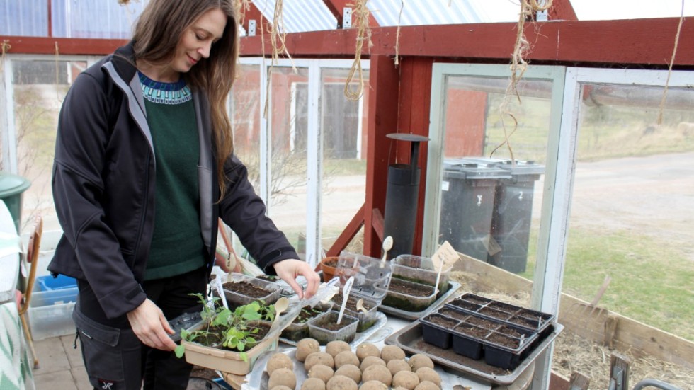 "Jag odlar mycket kultursorter och 10 sorters tomater för att dem är bra till olika saker. Det är den bästa lyxen att gå ut och skörda och sedan laga direkt." berättar Ann Sellbrink. 