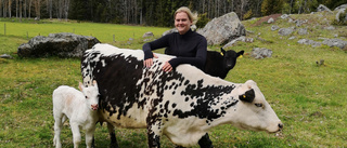 Kossan Elvira borta i tio dagar – kom hem med kalv