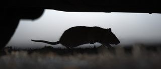 Över 4 000 råttor fångade i Norrbotten förra året