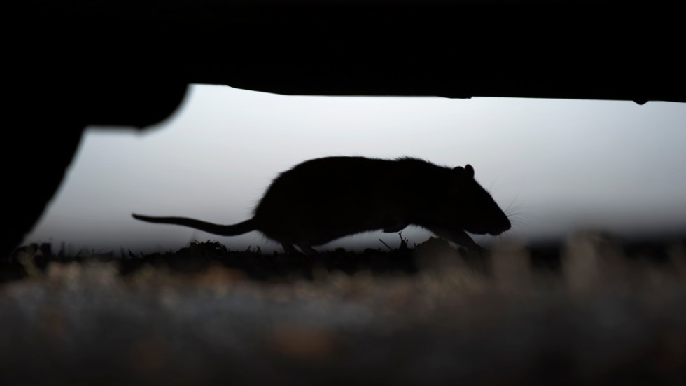 Insändarskribenten önskar att färre skräpar ned i stan, eftersom det lockar fram råttor.