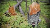 Norran granskar miljön: Så hade en orörd skog sett ut – ”Dagens skog har extremt små likheter”