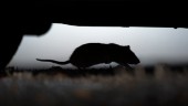 Anticimex: "Inte bra för någon att ha råttor inne" • Kan komma upp ur toan