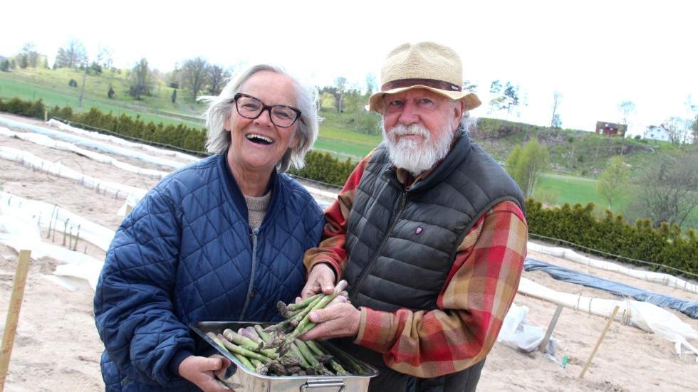 Christina och Lars Back gick i pension för tre år sedan och behövde något nytt att göra. Lösningen blev en sparrisodling - som nu kommit igång på allvar.