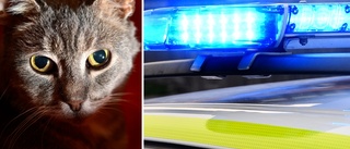 Misstanken: Krockade med bilen – på grund av katten