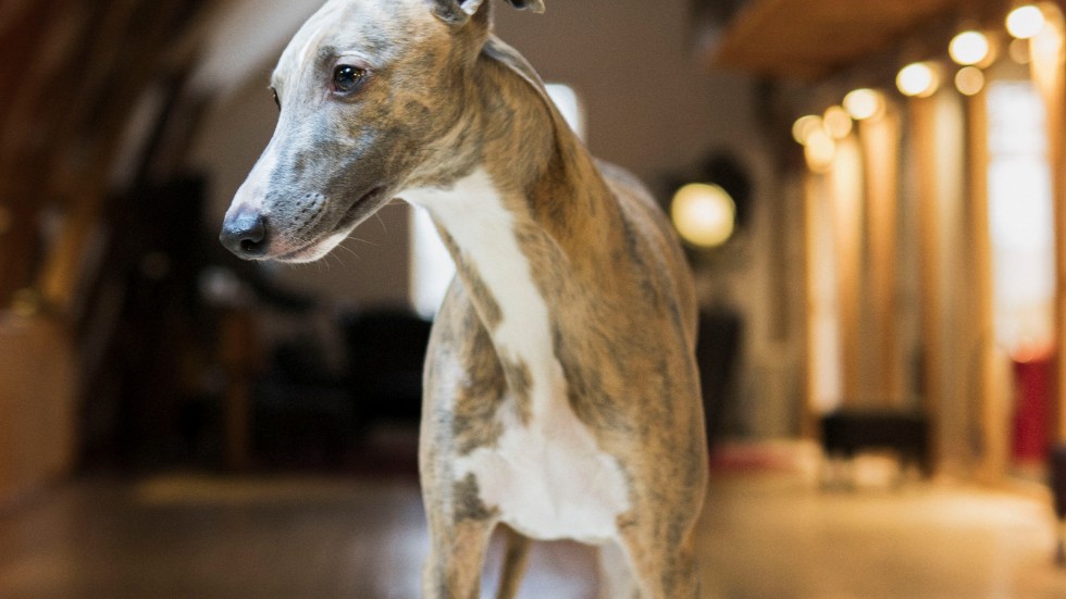 Hunden Olsson, whippet, från Stockholm har blivit utsedd till frimärkshund i Postnords tävling.